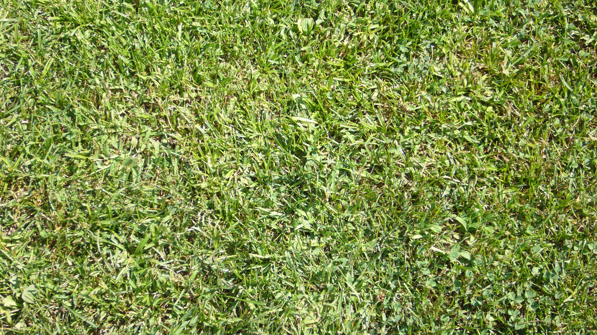 Champ D'herbe Verte Pendant la Journée. Wallpaper in 1920x1080 Resolution