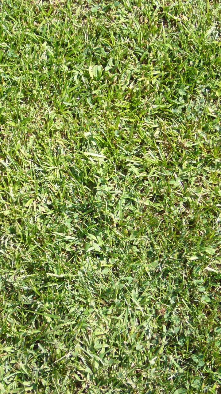 Champ D'herbe Verte Pendant la Journée. Wallpaper in 720x1280 Resolution