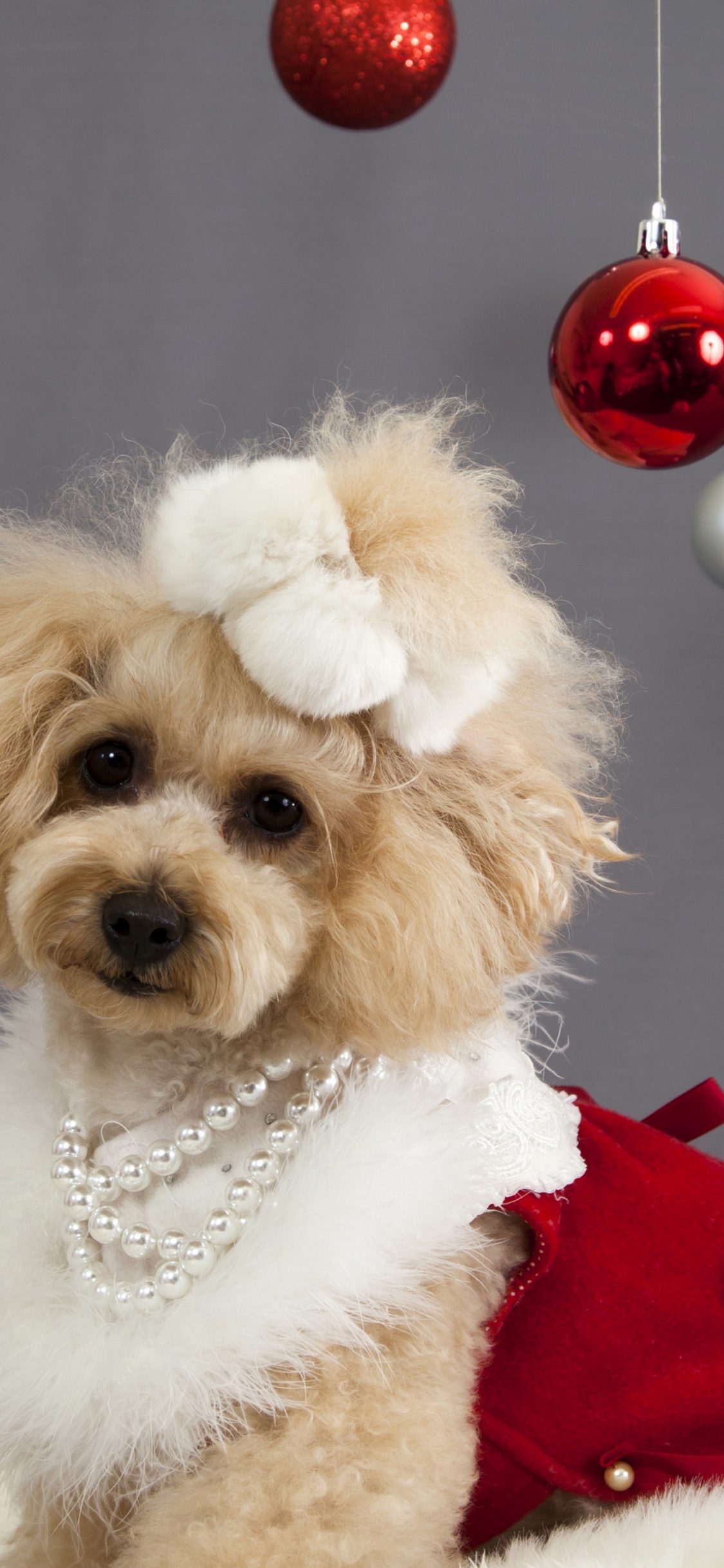 White Poodle With Red and White Santa Hat. Wallpaper in 1125x2436 Resolution