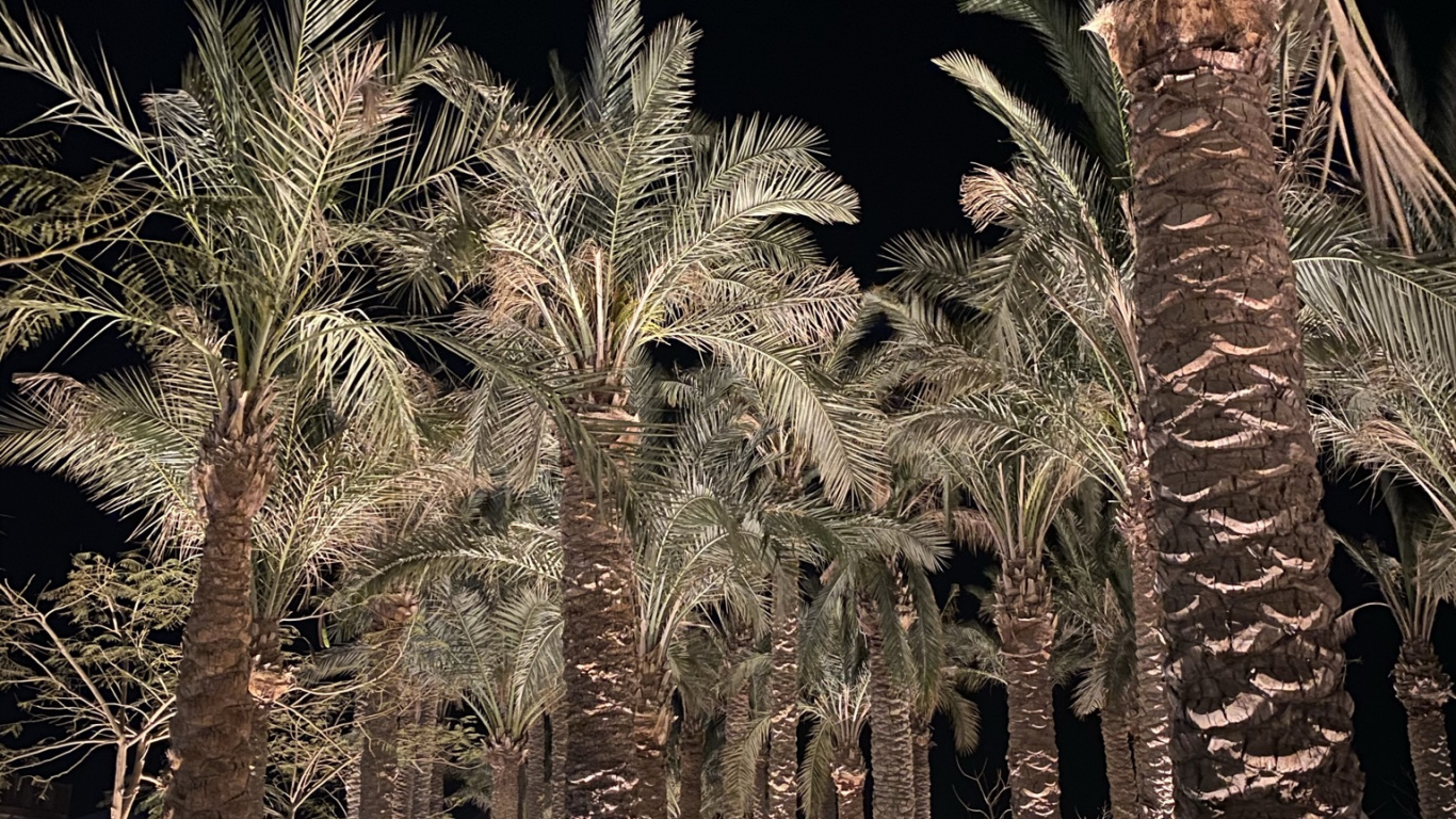 Palm Trees, Date Palm, Landscape Lighting, Woody Plant, Plant. Wallpaper in 1366x768 Resolution