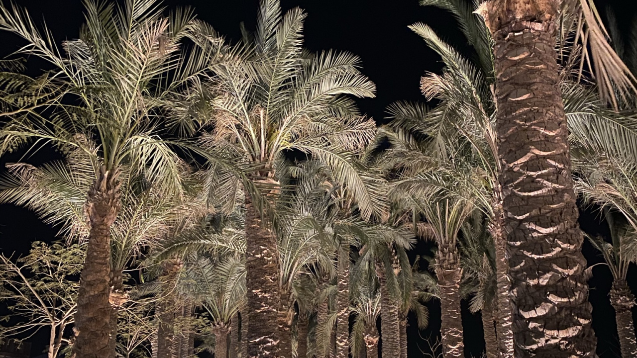 Palme, Dattelpalme, Landschaft Beleuchtung, Woody Pflanze, Natur. Wallpaper in 1280x720 Resolution