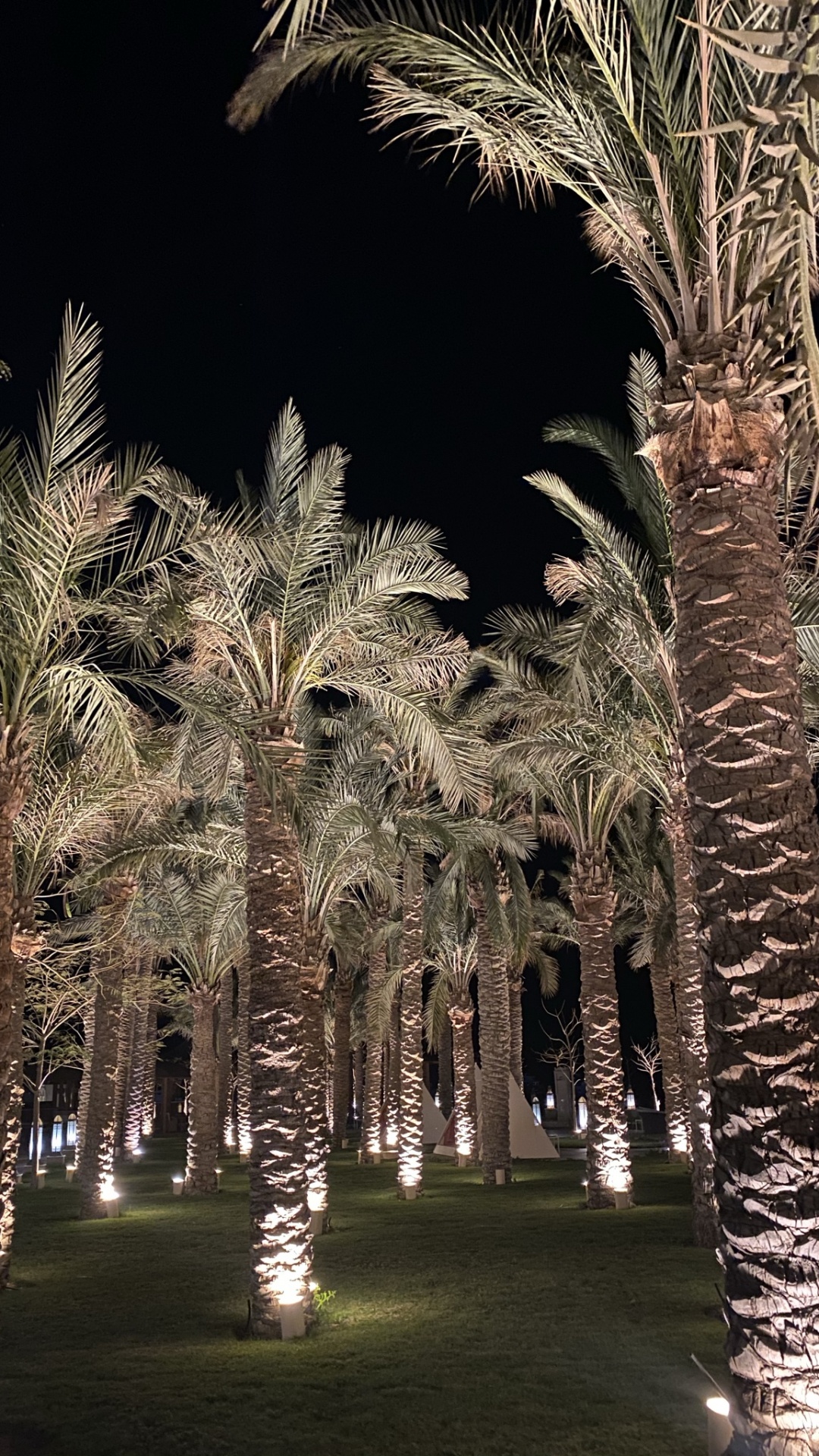 Palmera, Fecha de la Palma, la Iluminación Del Paisaje, Planta Leñosa, Naturaleza. Wallpaper in 1080x1920 Resolution