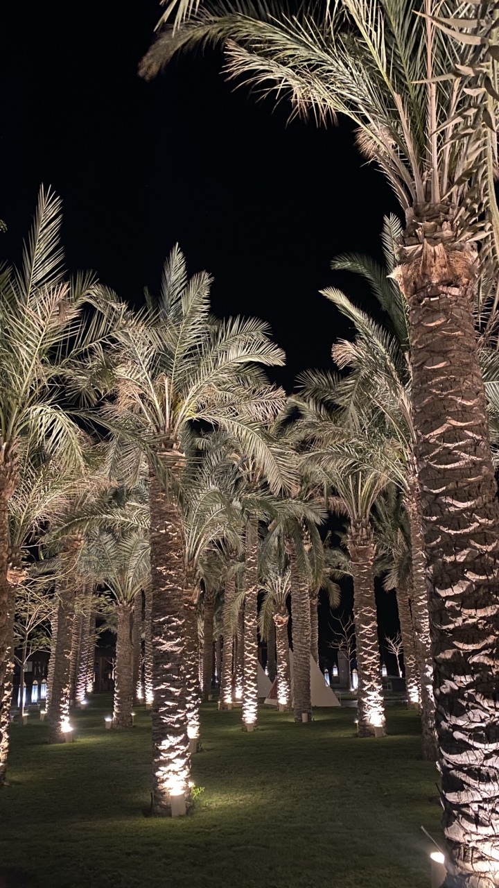 Palmera, Fecha de la Palma, la Iluminación Del Paisaje, Planta Leñosa, Naturaleza. Wallpaper in 720x1280 Resolution