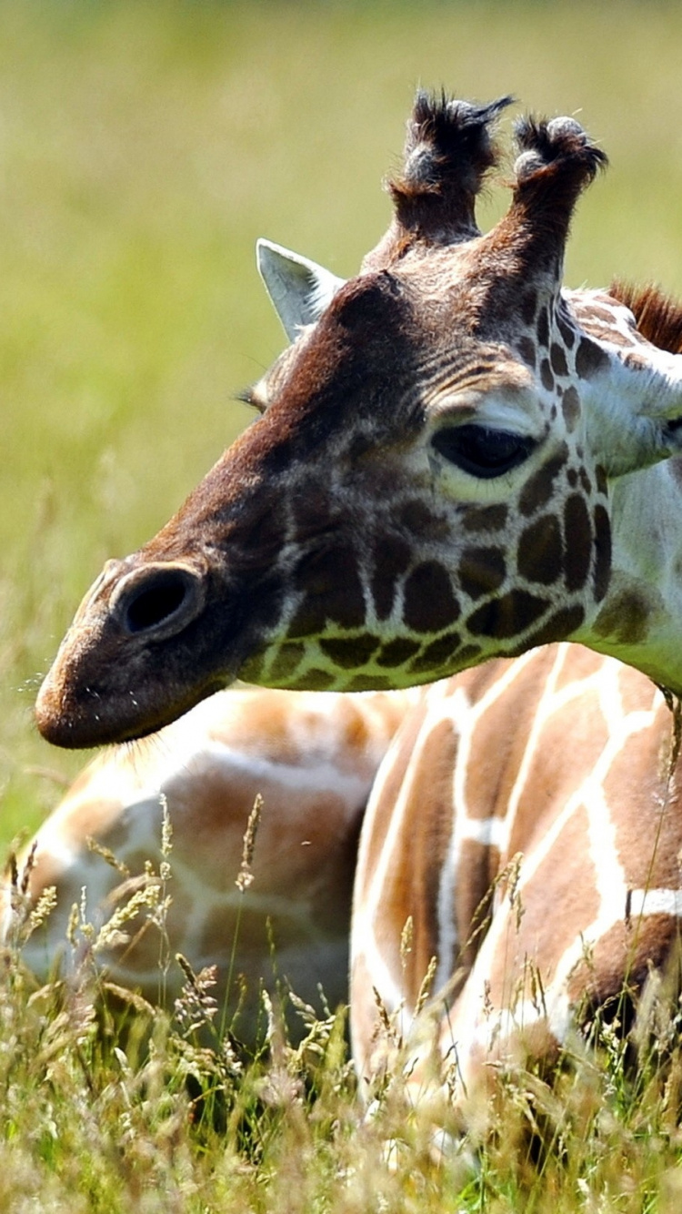 Girafe Brune et Blanche Sur Terrain D'herbe Verte Pendant la Journée. Wallpaper in 750x1334 Resolution