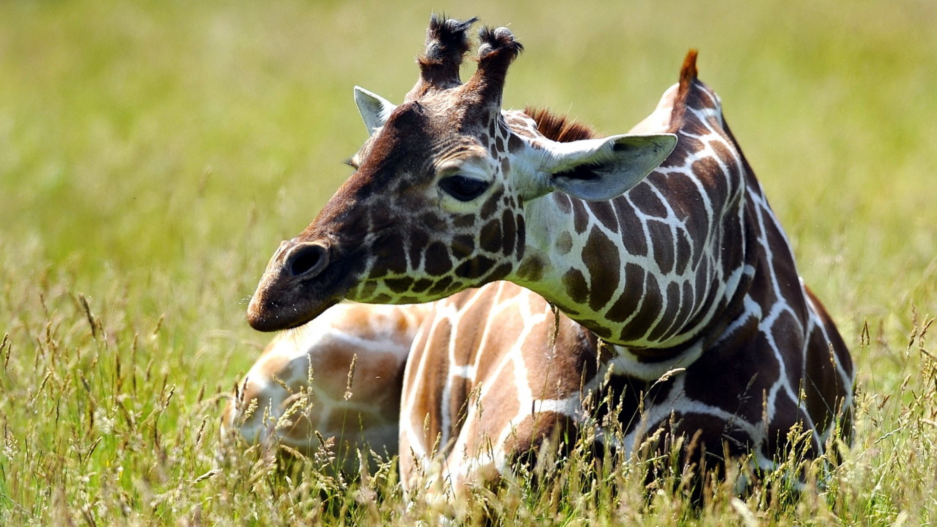 Brown and White Giraffe on Green Grass Field During Daytime. Wallpaper in 1920x1080 Resolution