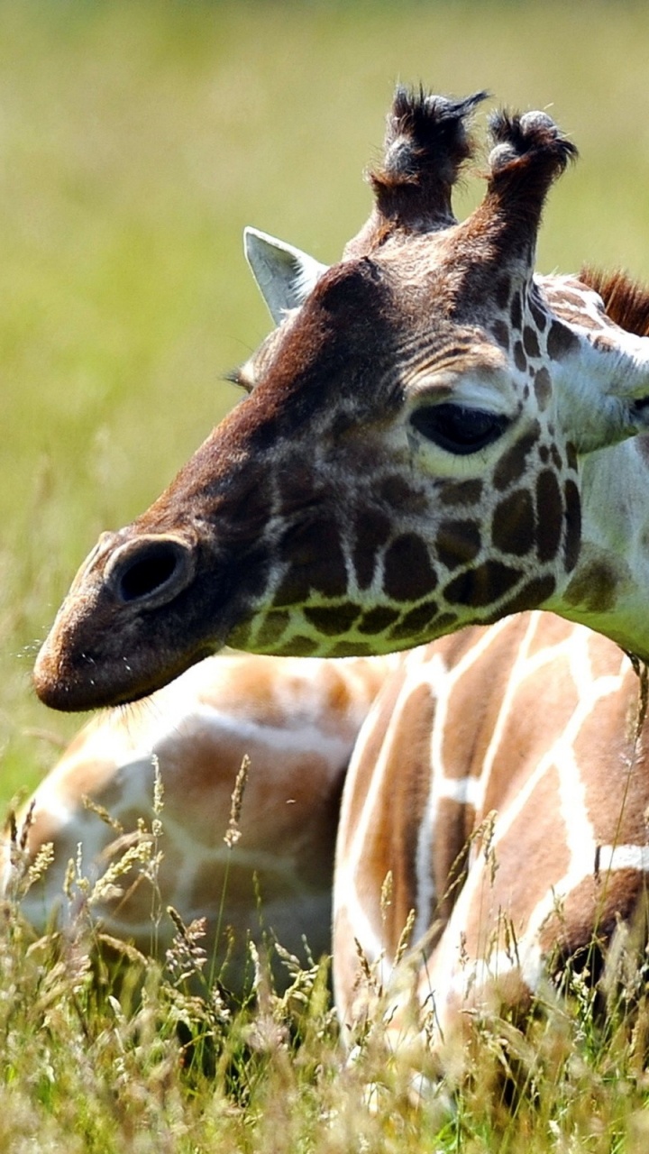 Brown and White Giraffe on Green Grass Field During Daytime. Wallpaper in 720x1280 Resolution