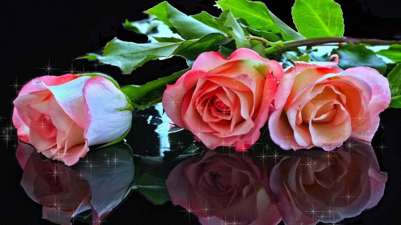 Rosa Rose Auf Dem Wasser Tagsüber. Wallpaper in 1366x768 Resolution