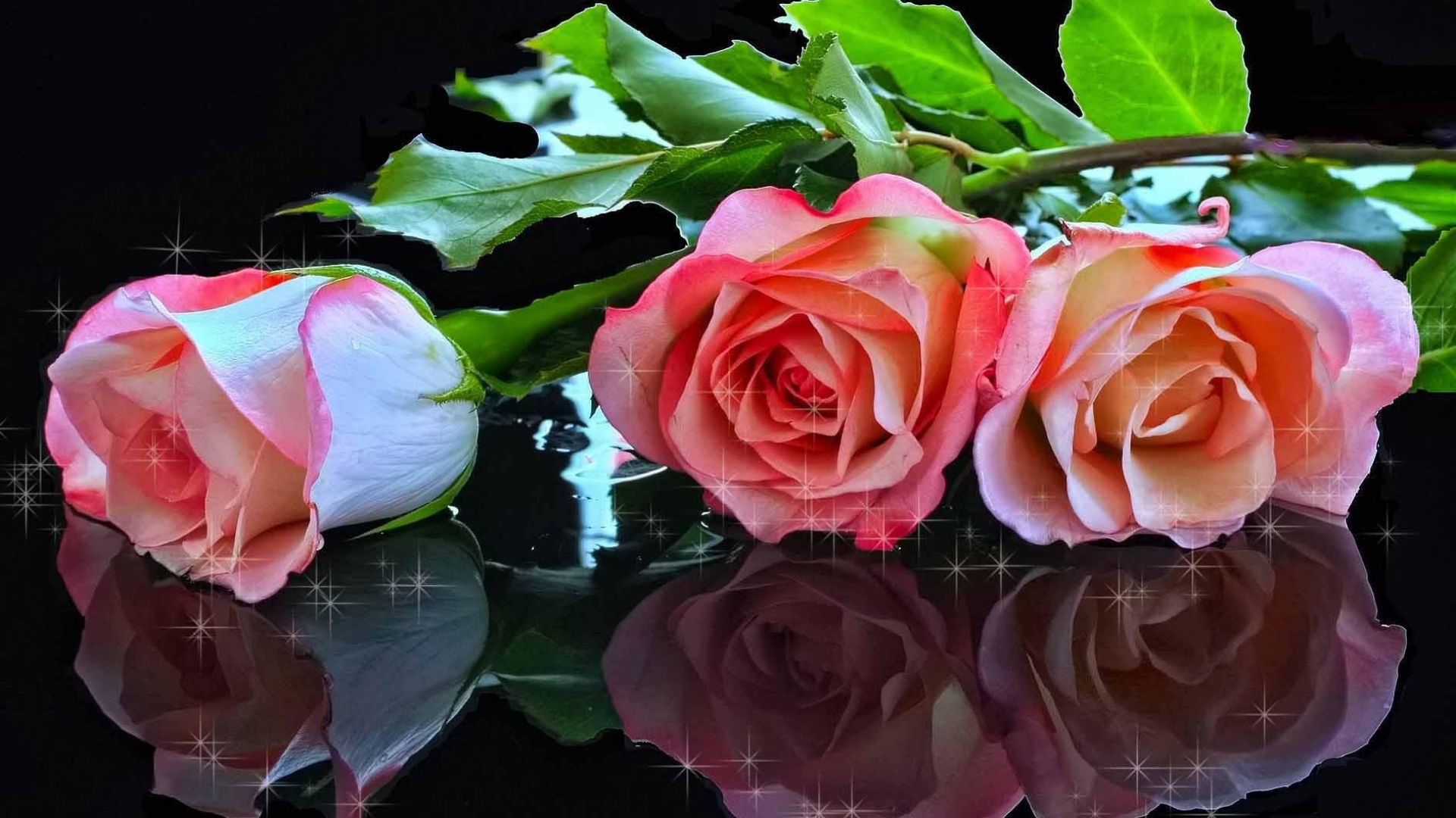 Rosa Rose Auf Dem Wasser Tagsüber. Wallpaper in 1920x1080 Resolution