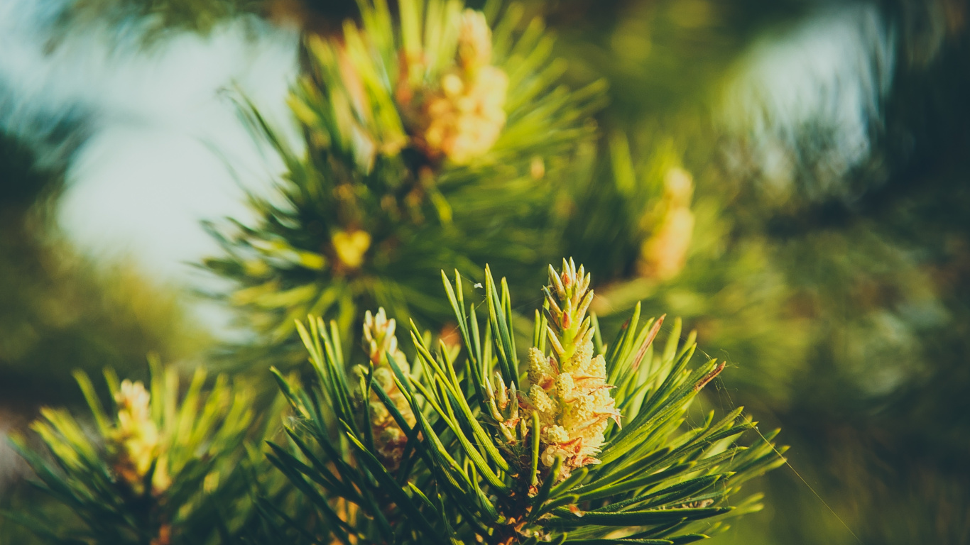 Yellow Flower in Tilt Shift Lens. Wallpaper in 1366x768 Resolution
