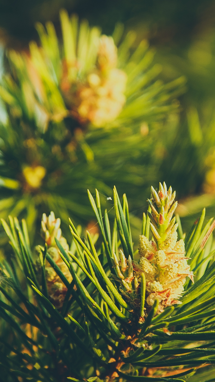 植被, 云杉, Fir, 落叶松, 生物群落 壁纸 750x1334 允许