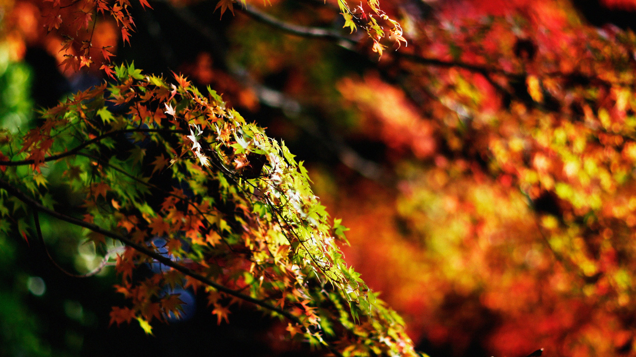 Rama de Árbol Verde y Marrón. Wallpaper in 1280x720 Resolution