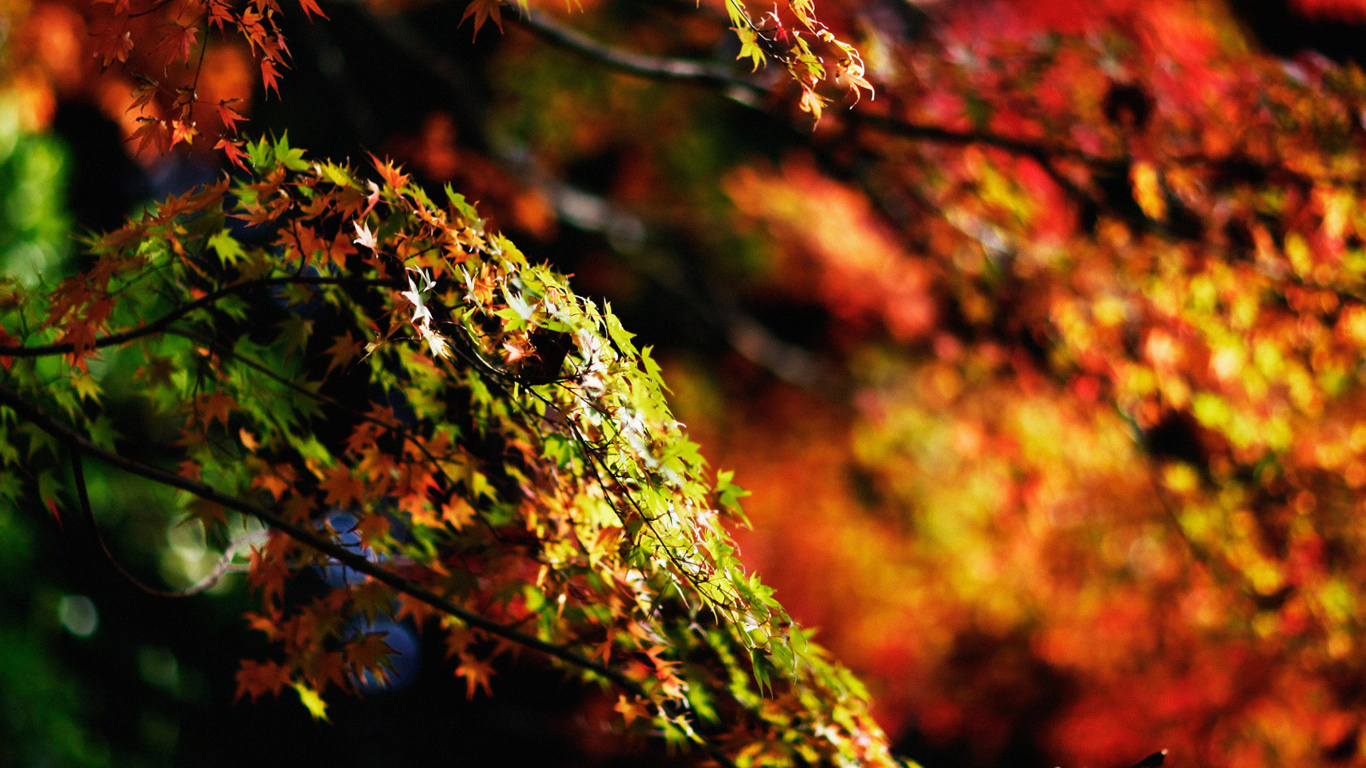 Rama de Árbol Verde y Marrón. Wallpaper in 1366x768 Resolution
