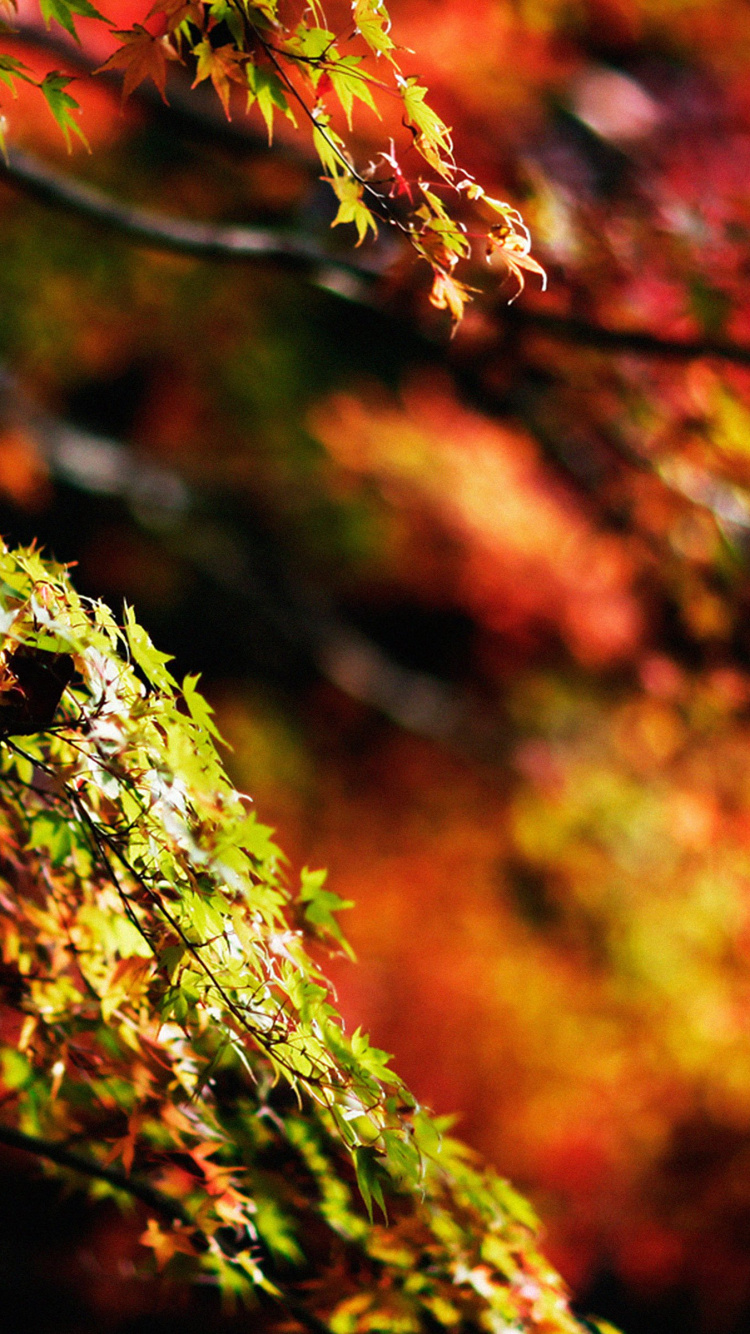 Rama de Árbol Verde y Marrón. Wallpaper in 750x1334 Resolution