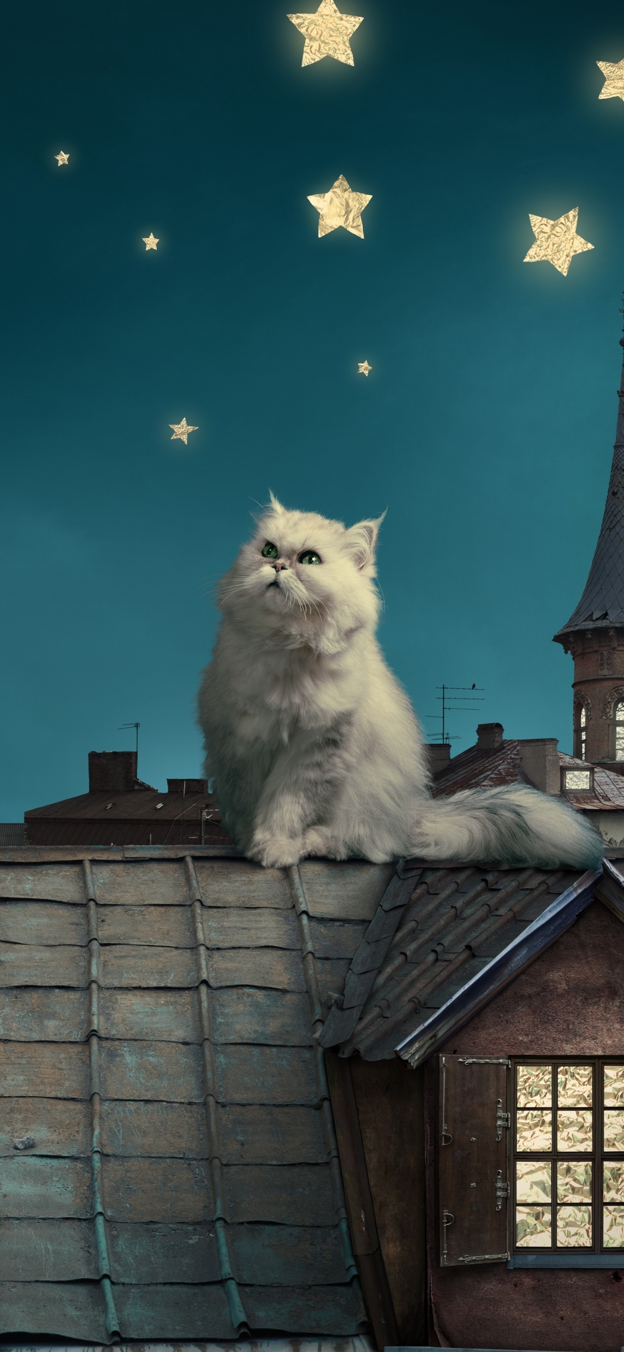 Chat à Fourrure Longue Blanche Sur le Toit. Wallpaper in 1242x2688 Resolution