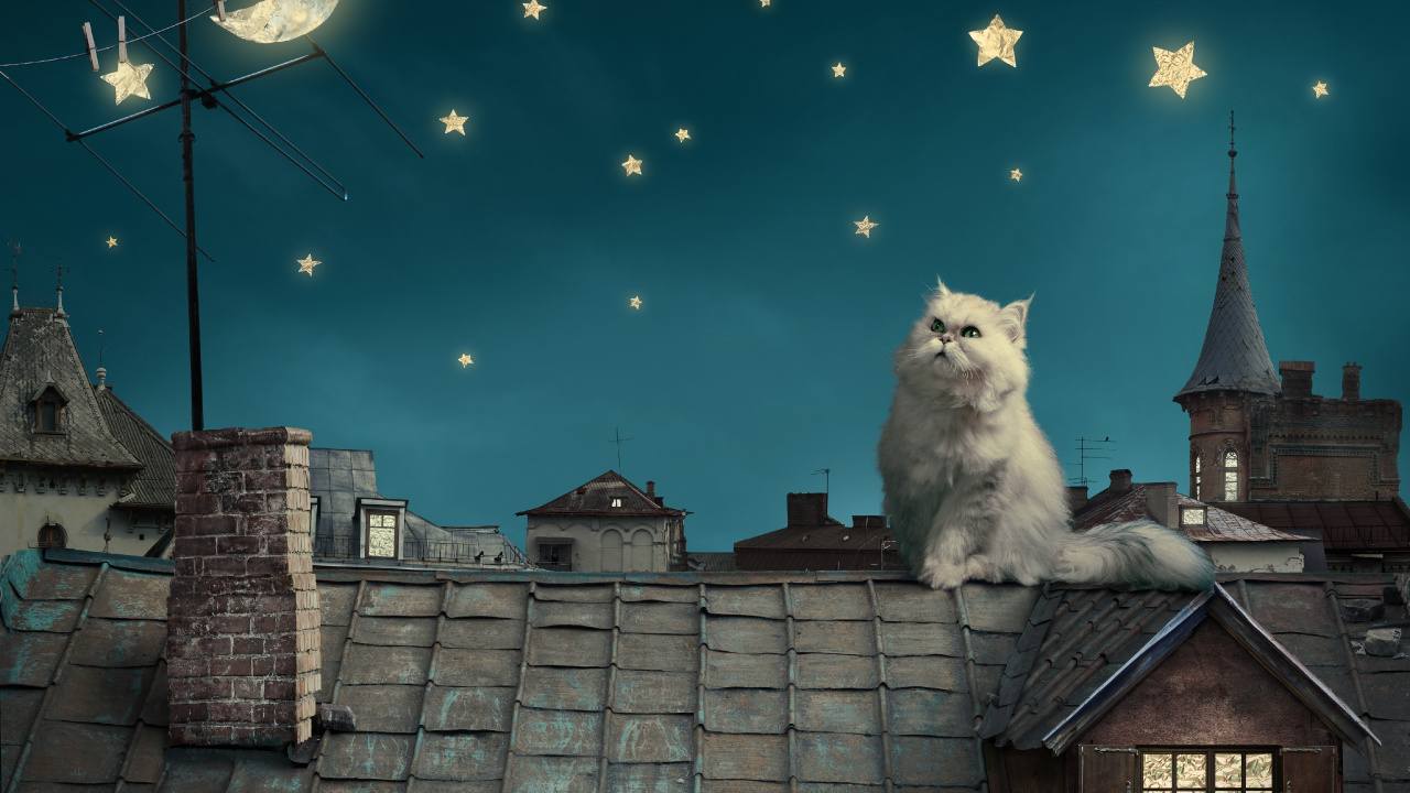 Gato de Pelo Largo Blanco en el Techo. Wallpaper in 1280x720 Resolution