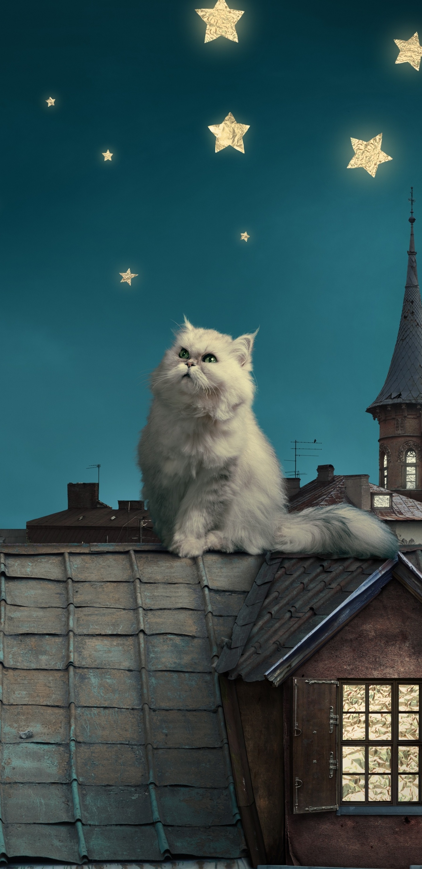 White Long Fur Cat on Roof. Wallpaper in 1440x2960 Resolution