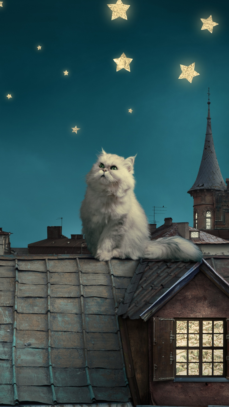 波斯猫, 小猫, 白色的猫, 月亮, 光 壁纸 750x1334 允许