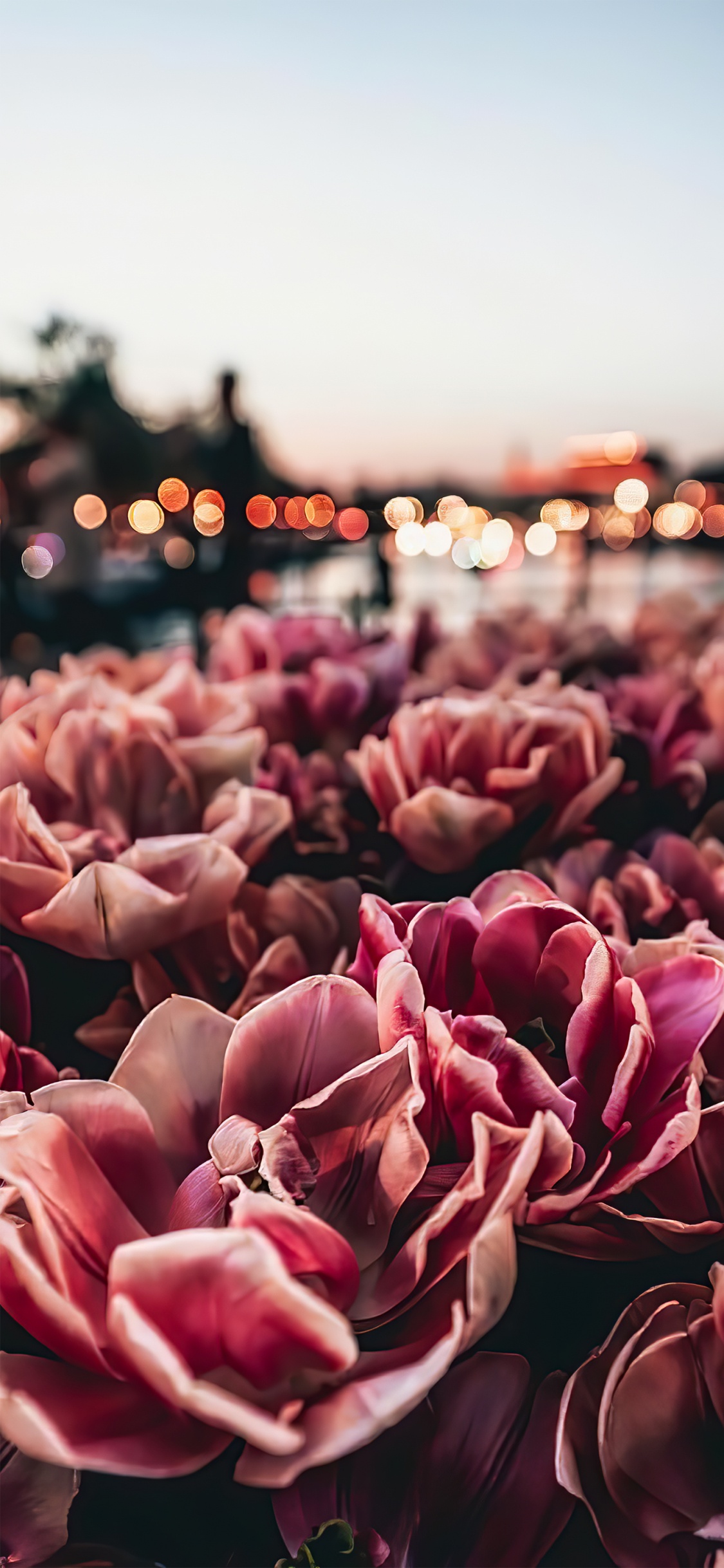 建筑, 艺术, 消息, 粉红色, 显花植物 壁纸 1125x2436 允许