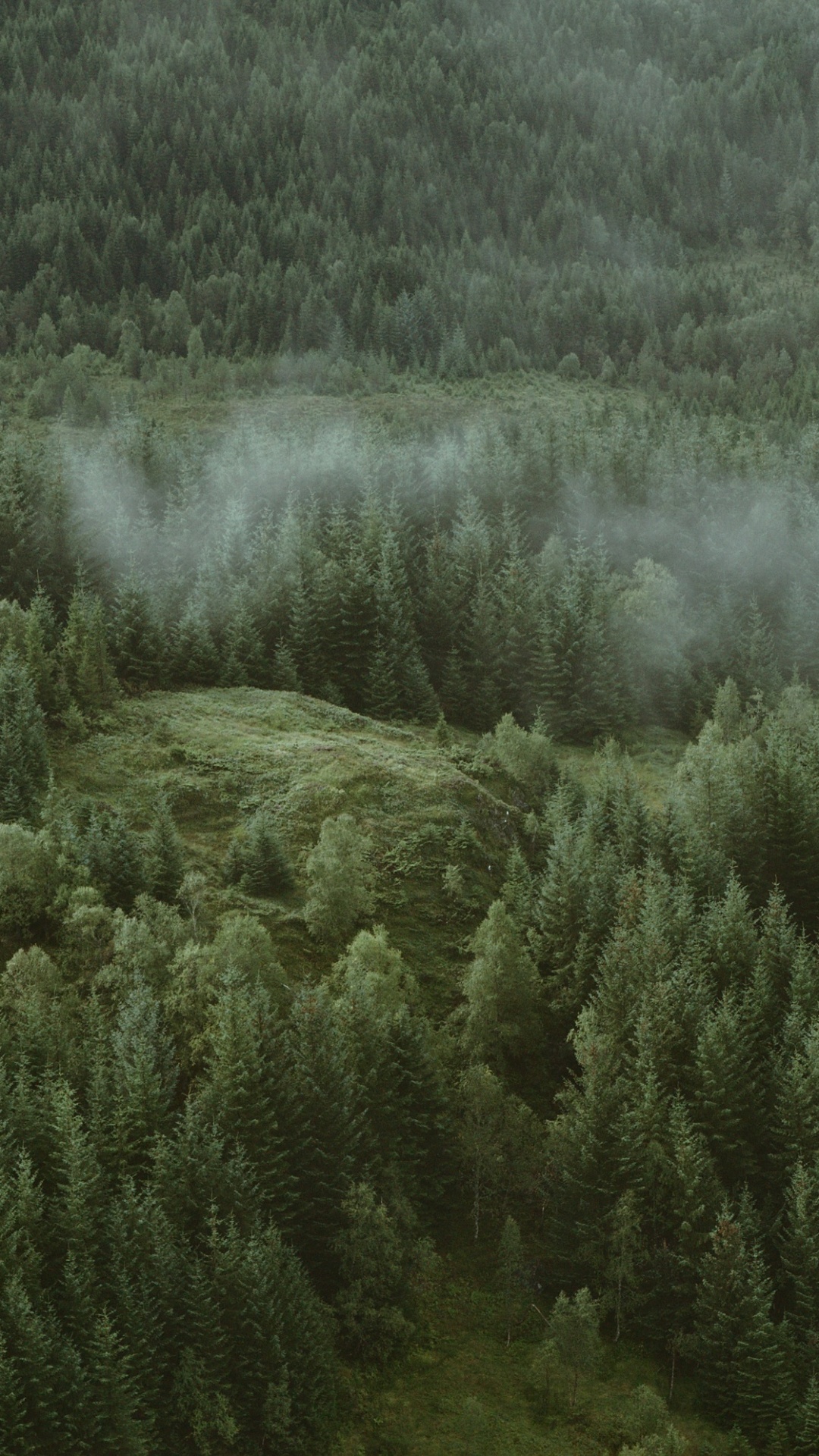 Naturaleza, la Vegetación, Entorno Natural, Verde, Paisaje Natural. Wallpaper in 1080x1920 Resolution