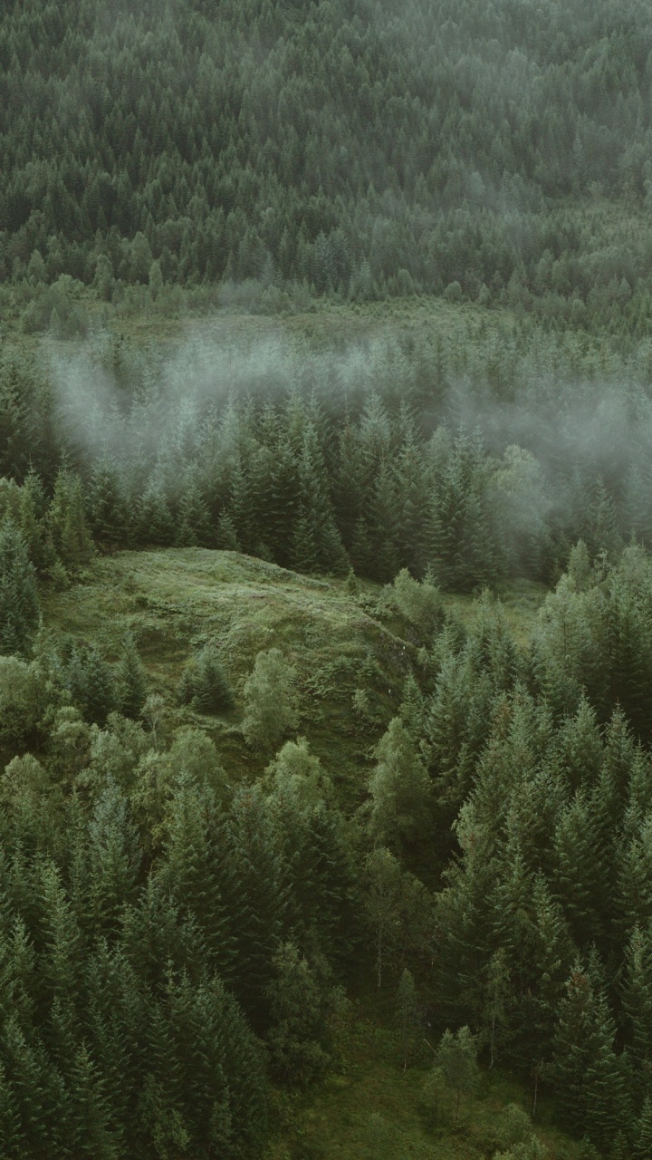 Tree, Nature, Vegetation, Natural Environment, Green. Wallpaper in 720x1280 Resolution