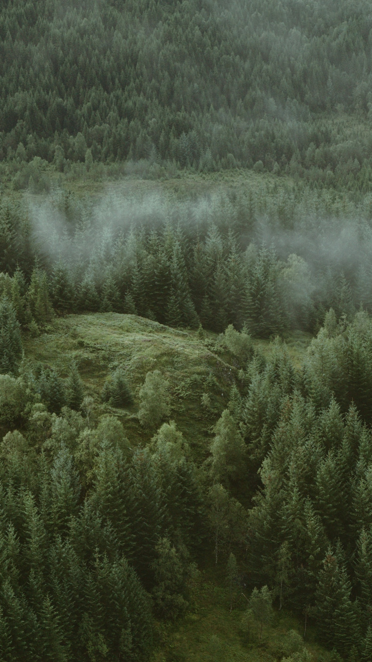 Tree, Nature, Vegetation, Natural Environment, Green. Wallpaper in 750x1334 Resolution