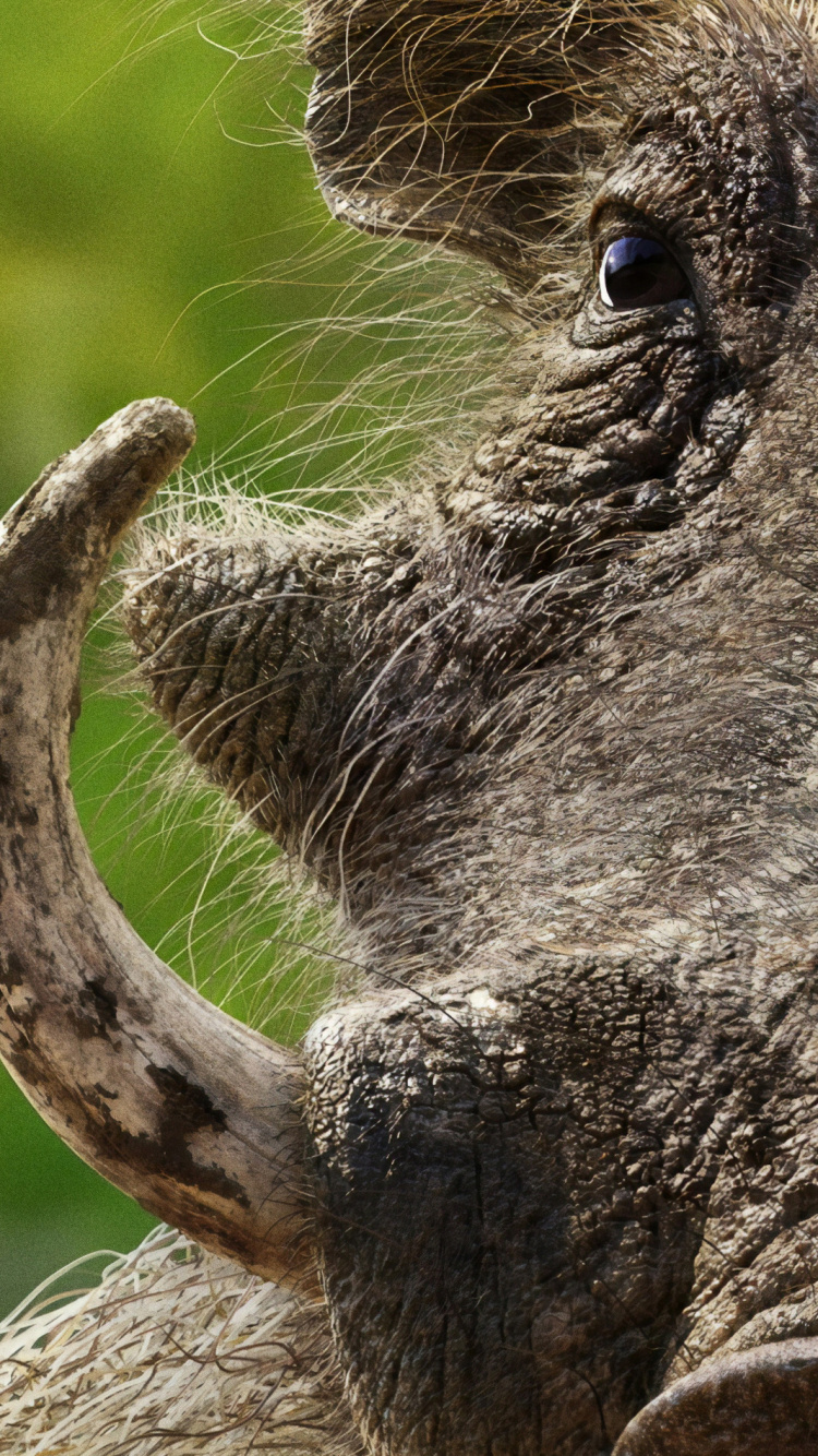 Tagsüber Schwarzes Und Braunes Tier. Wallpaper in 750x1334 Resolution