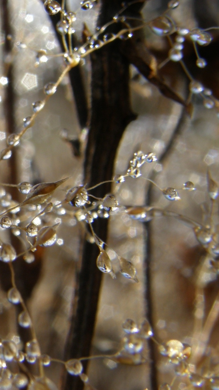 Hoja Seca Marrón Sobre Tallo Marrón. Wallpaper in 720x1280 Resolution