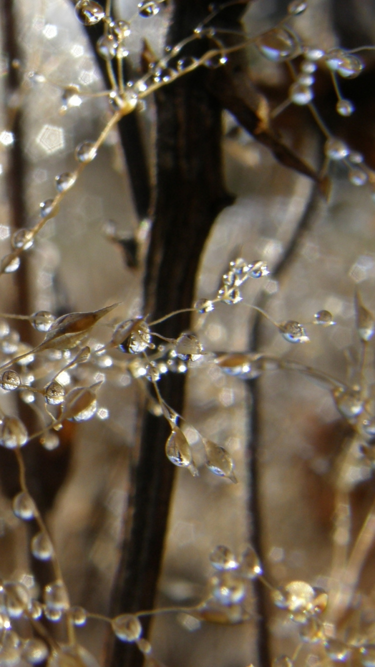 Feuille Séchée Brune Sur Tige Brune. Wallpaper in 750x1334 Resolution