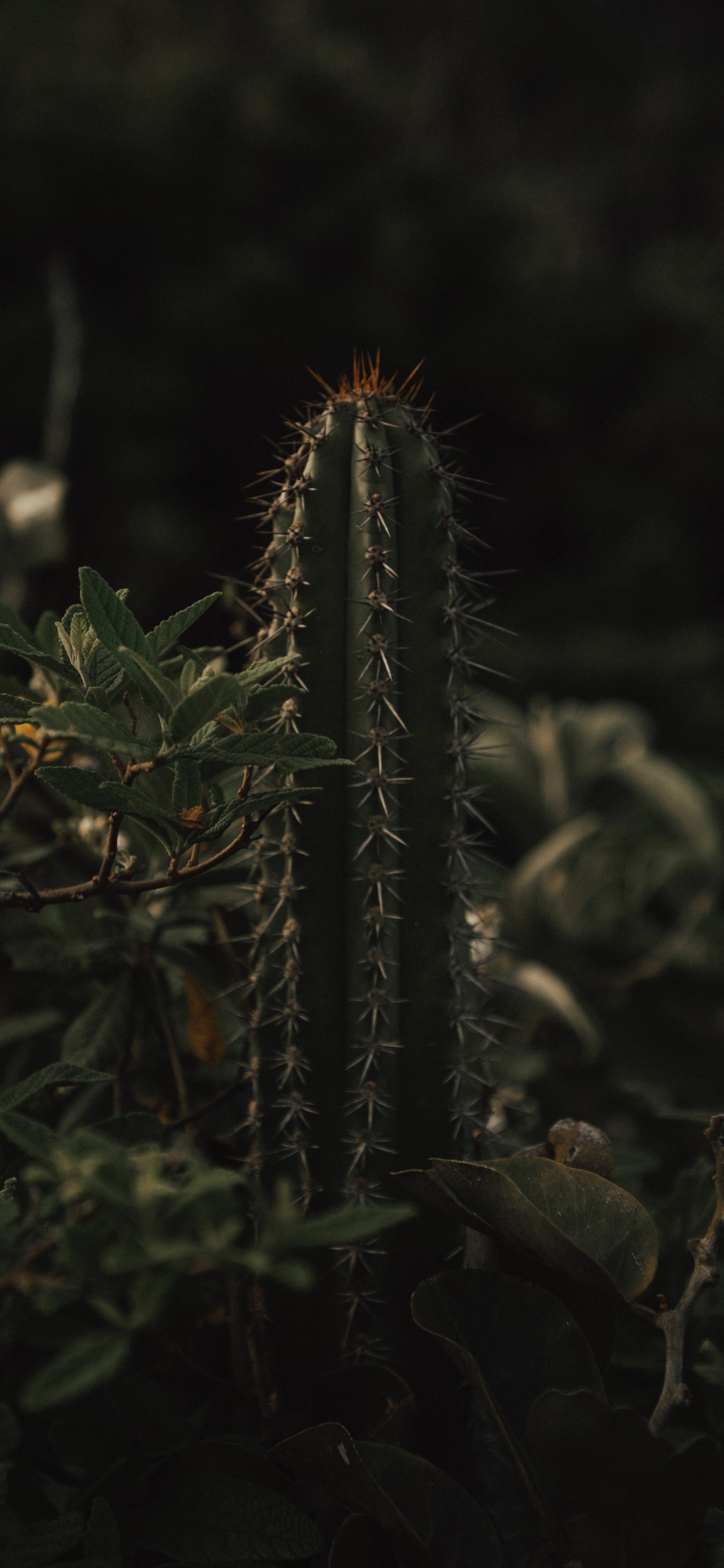 Green Cactus Plant in Close up Photography. Wallpaper in 1242x2688 Resolution