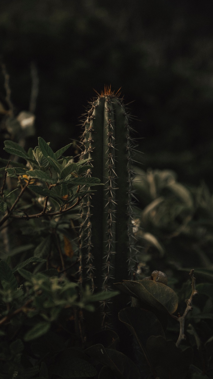 Green Cactus Plant in Close up Photography. Wallpaper in 720x1280 Resolution