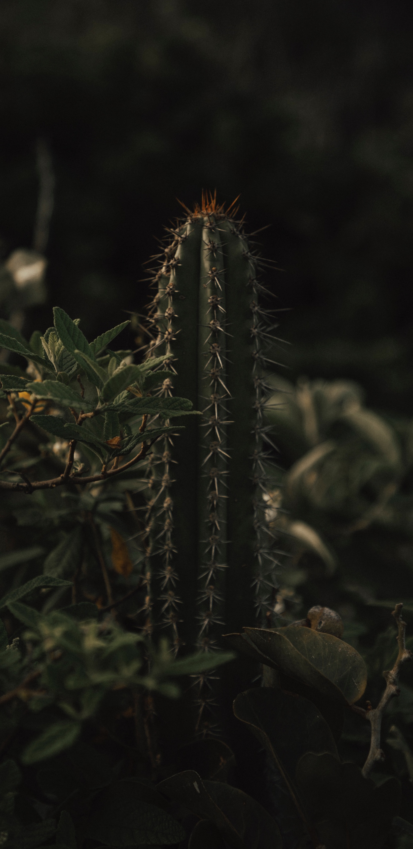 Planta de Cactus Verde en Fotografía de Cerca. Wallpaper in 1440x2960 Resolution