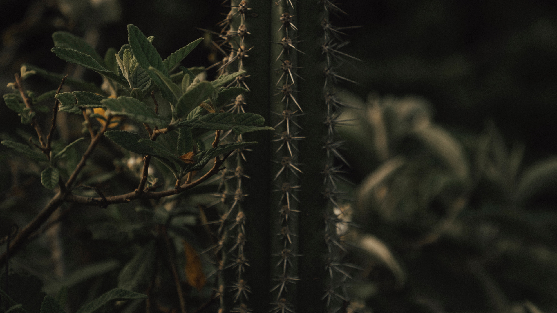 Cactus Vert en Photographie Rapprochée. Wallpaper in 1920x1080 Resolution