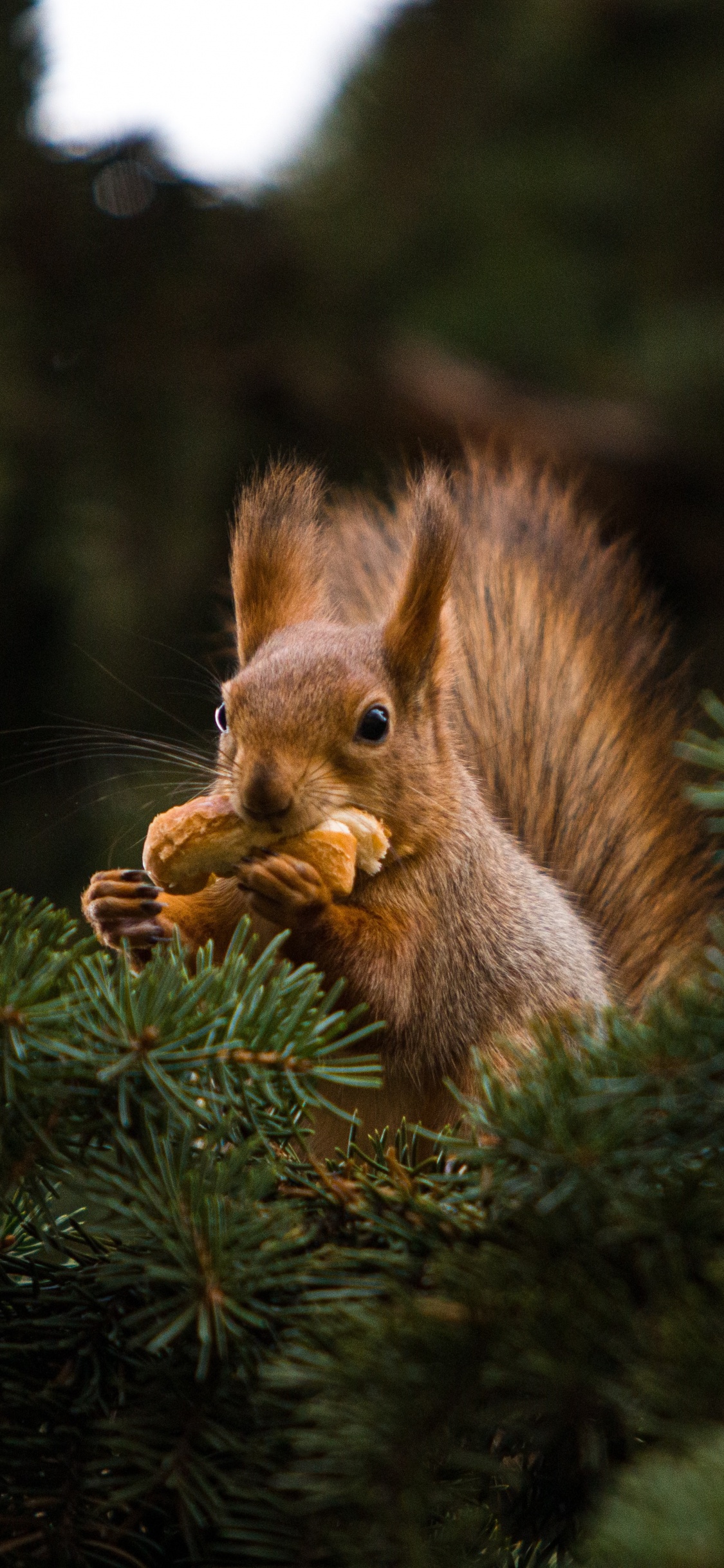 Pino, Ardillas de Arbol, Alerce, Madera, Fawn. Wallpaper in 1125x2436 Resolution