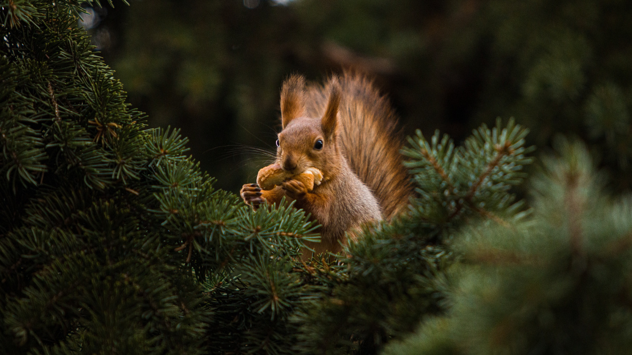 Pino, Ardillas de Arbol, Alerce, Madera, Fawn. Wallpaper in 1280x720 Resolution