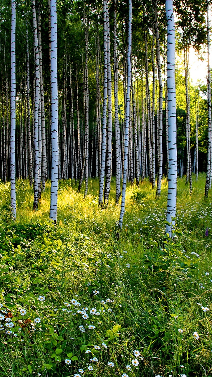 Hierba Verde y Árboles Durante el Día. Wallpaper in 720x1280 Resolution