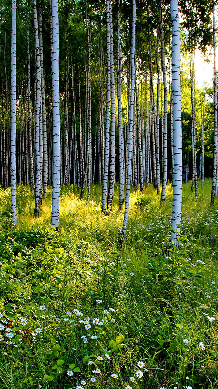 Green Grass and Trees During Daytime. Wallpaper in 750x1334 Resolution