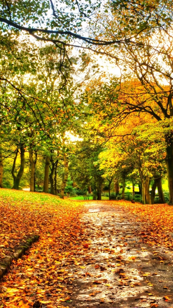 Banco de Madera Marrón Bajo Árboles Verdes Durante el Día. Wallpaper in 720x1280 Resolution