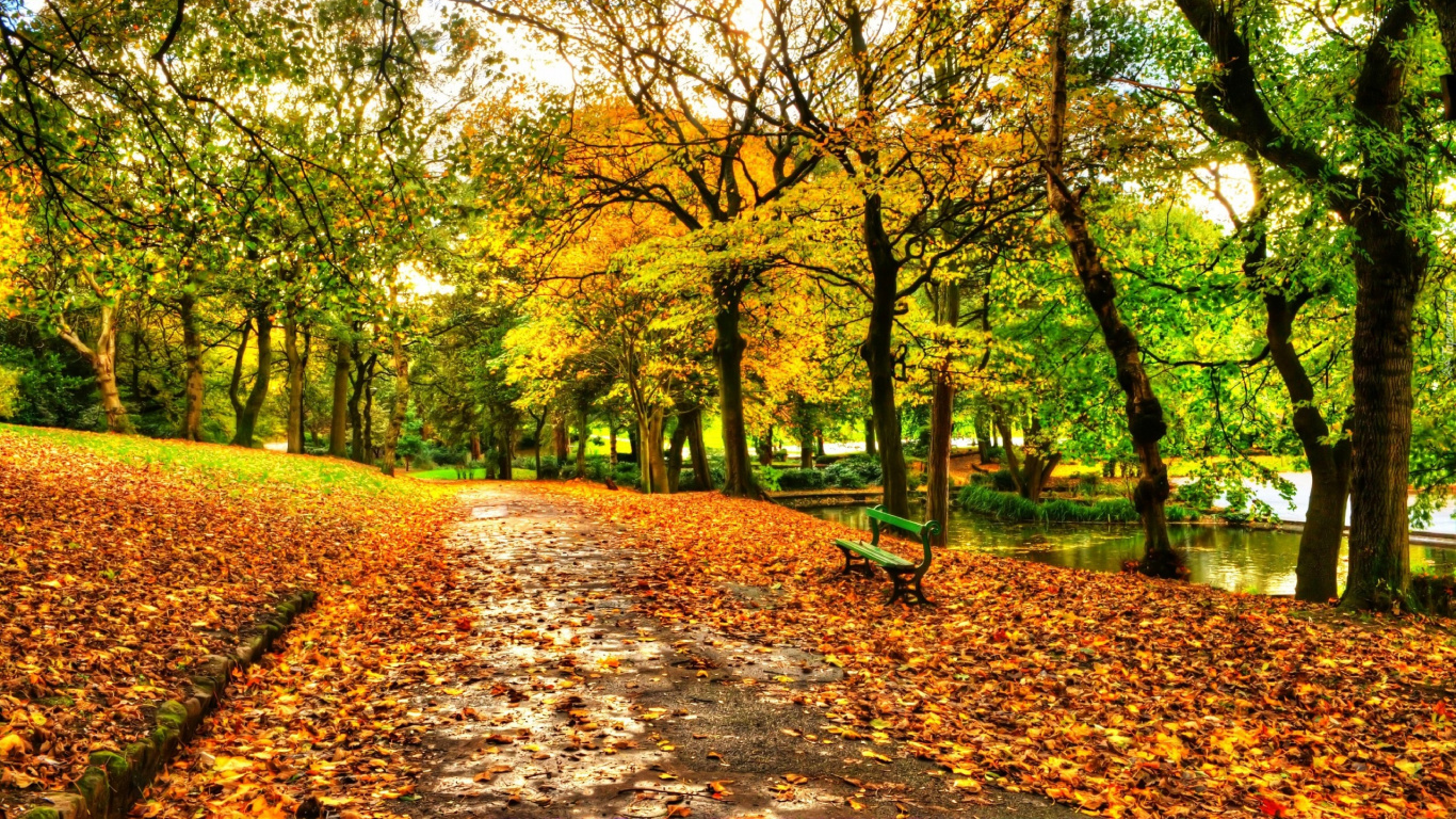 Banc en Bois Marron Sous Les Arbres Verts Pendant la Journée. Wallpaper in 1366x768 Resolution