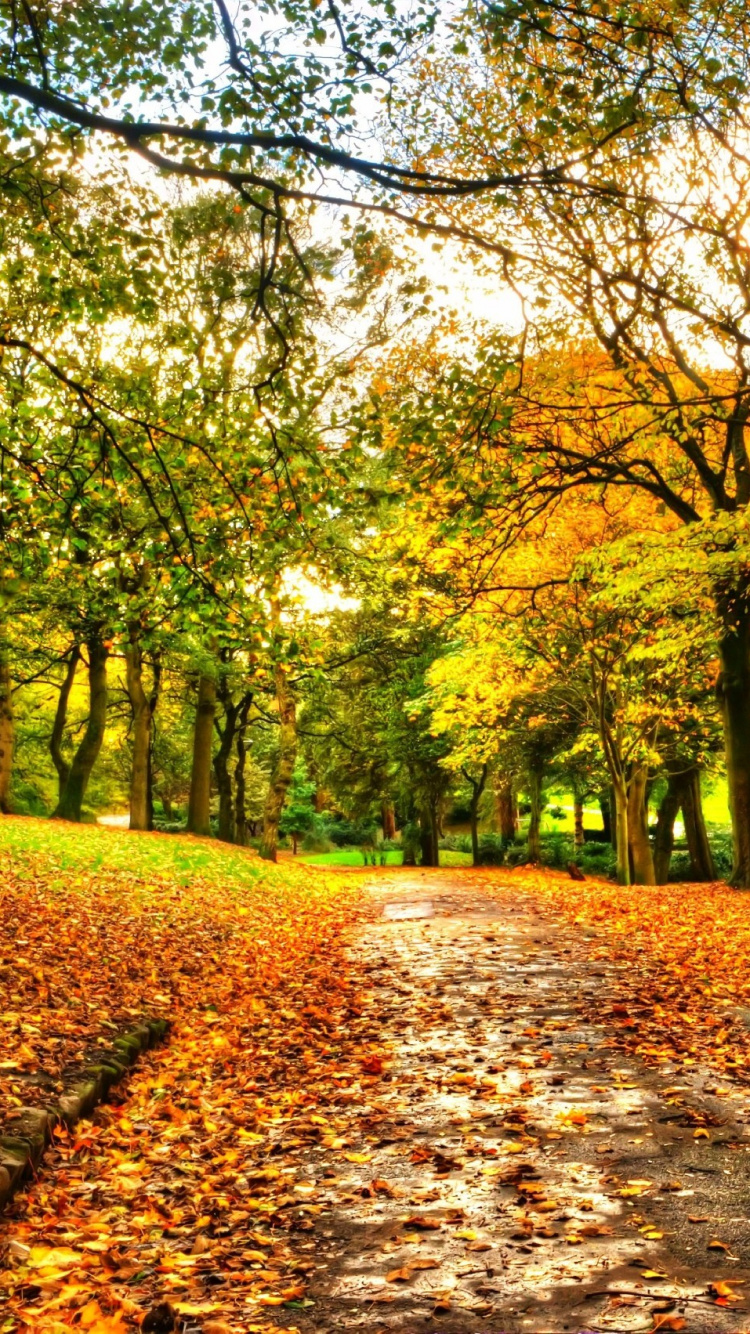 Brown Wooden Bench Under Green Trees During Daytime. Wallpaper in 750x1334 Resolution