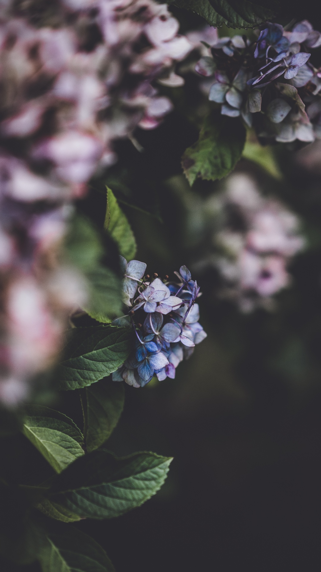 Blaue Blume in Tilt-Shift-Linse. Wallpaper in 1080x1920 Resolution