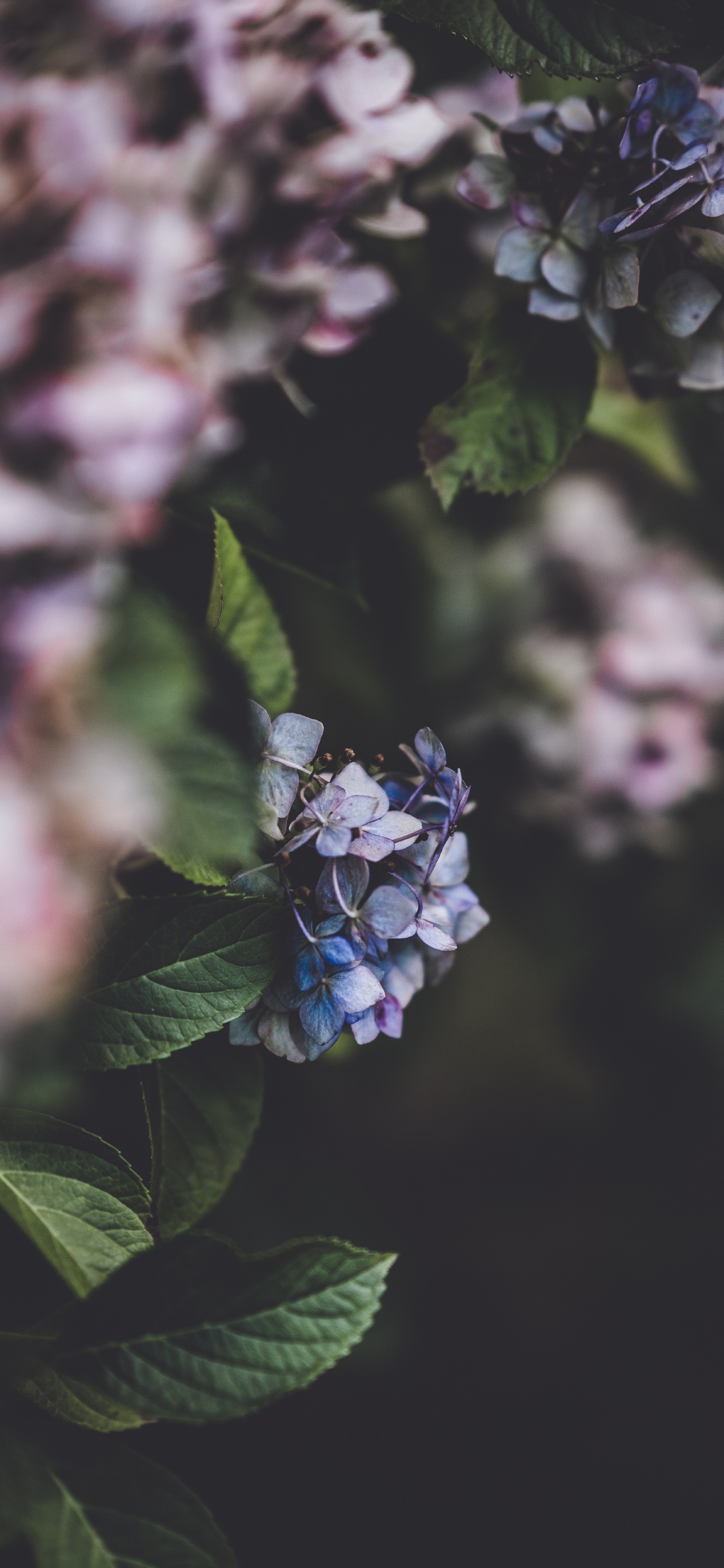 Blue Flower in Tilt Shift Lens. Wallpaper in 1125x2436 Resolution