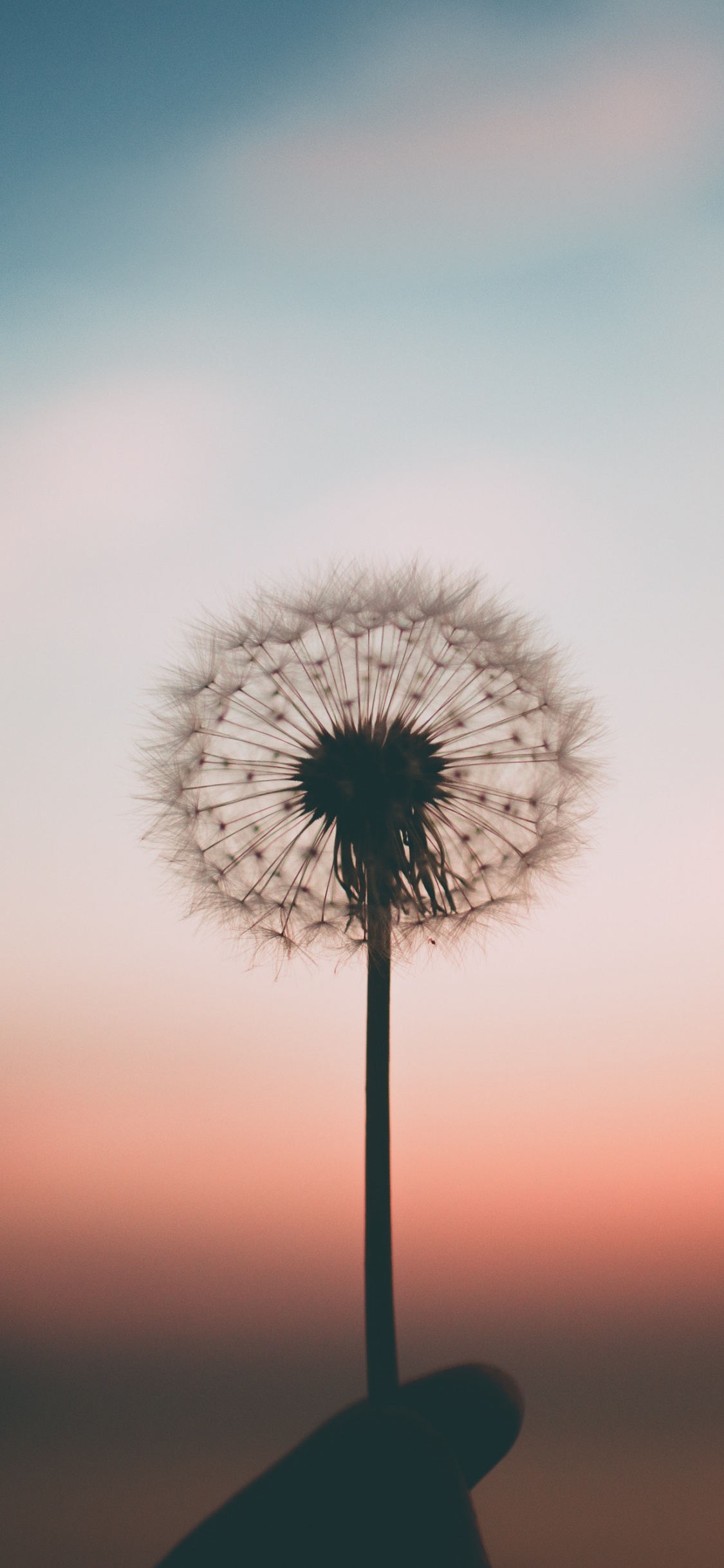 White Dandelion in Close up Photography During Sunset. Wallpaper in 1125x2436 Resolution