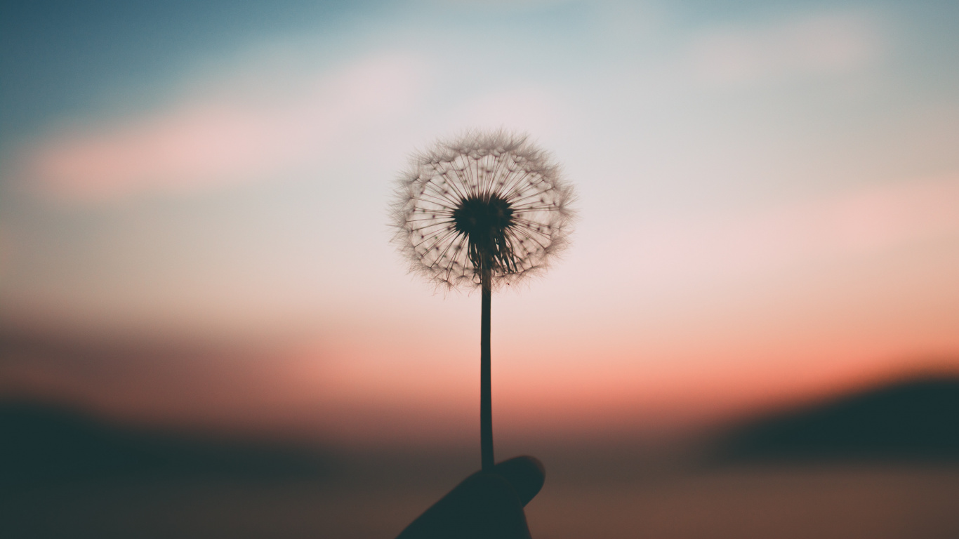 White Dandelion in Close up Photography During Sunset. Wallpaper in 1366x768 Resolution