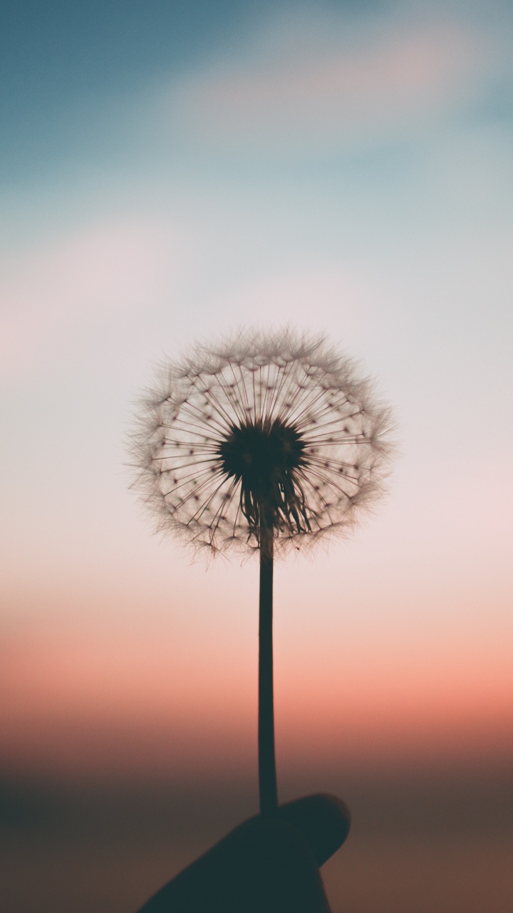 White Dandelion in Close up Photography During Sunset. Wallpaper in 720x1280 Resolution