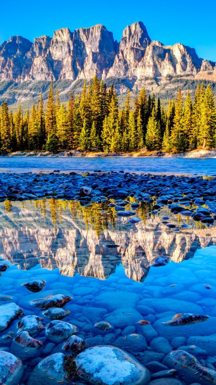 Green Pine Trees Near Body of Water During Daytime. Wallpaper in 750x1334 Resolution
