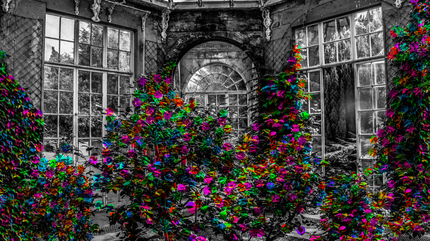 Purple and Green Plant in Front of Building. Wallpaper in 1366x768 Resolution