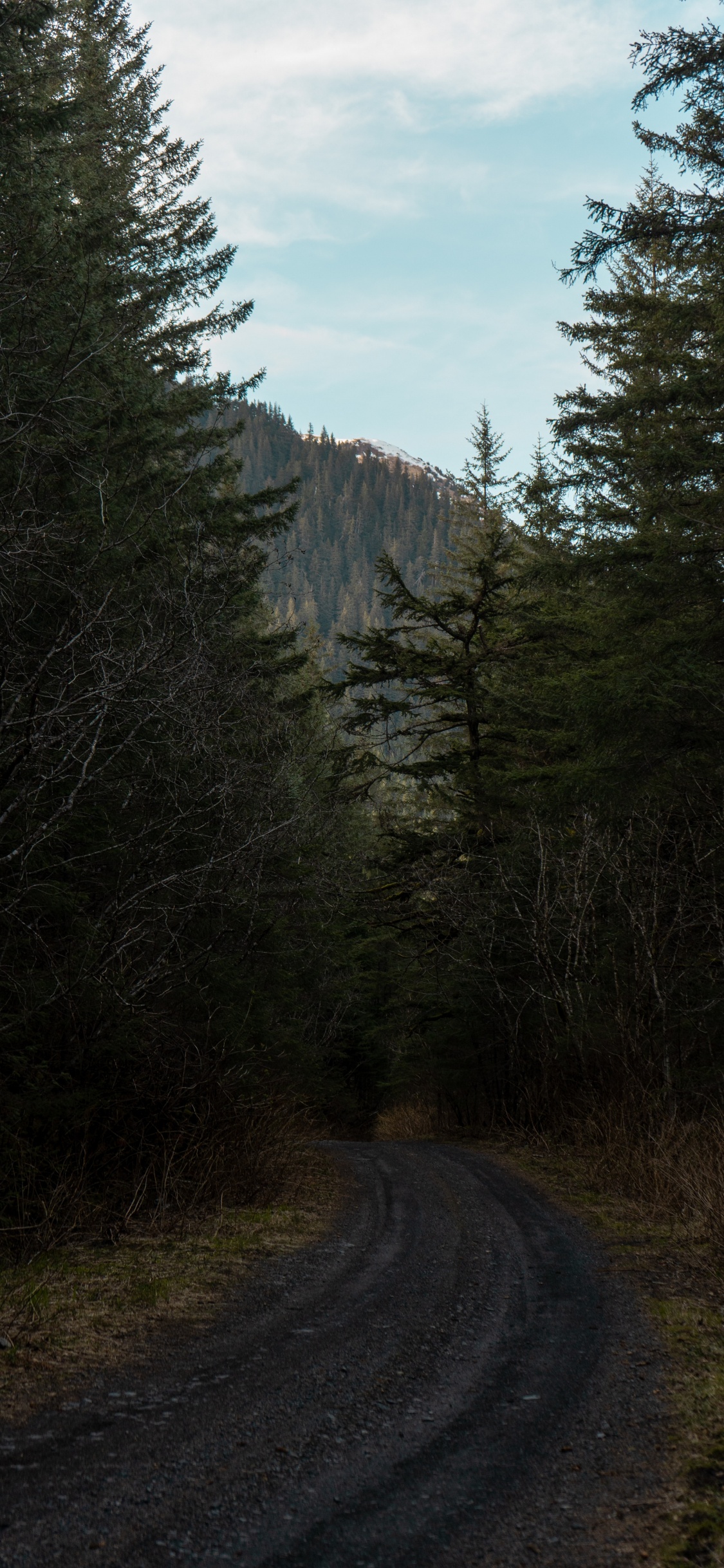 Woodland, Biome, Les Forêts de Conifères Tempérées, Végétation, Environnement Naturel. Wallpaper in 1125x2436 Resolution