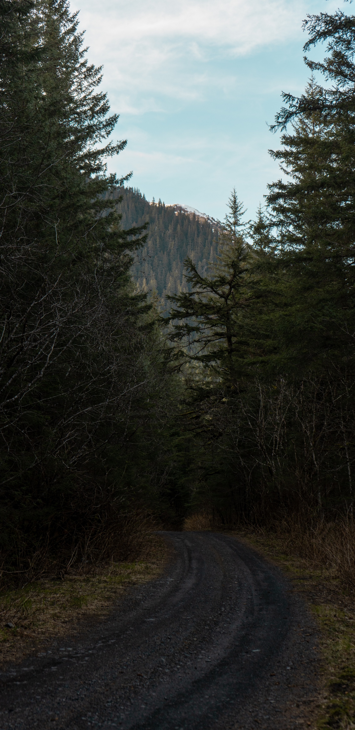 Woodland, Biome, Les Forêts de Conifères Tempérées, Végétation, Environnement Naturel. Wallpaper in 1440x2960 Resolution