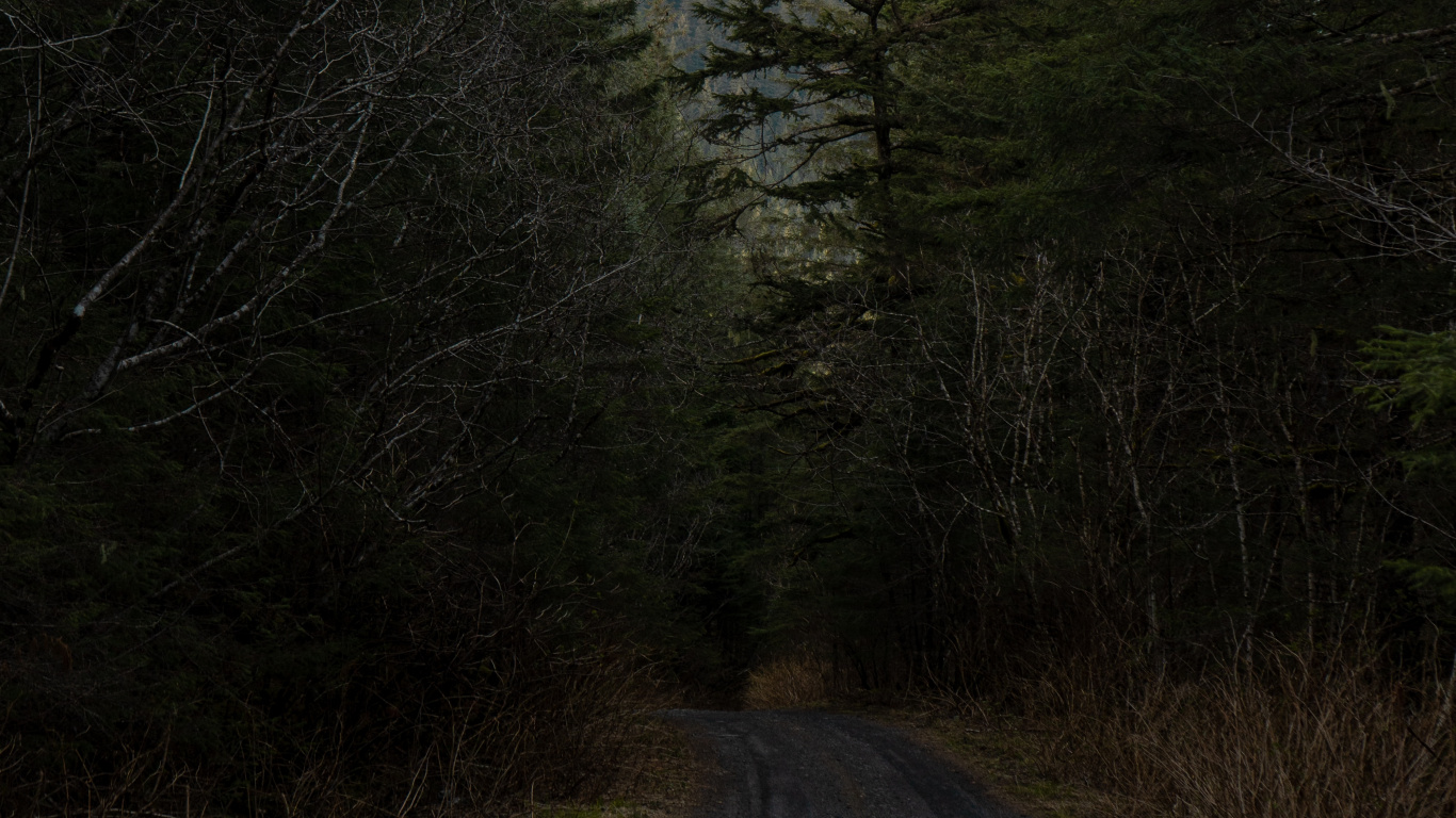 Woodland, Biome, Temperate Coniferous Forest, Vegetation, Natural Environment. Wallpaper in 1366x768 Resolution