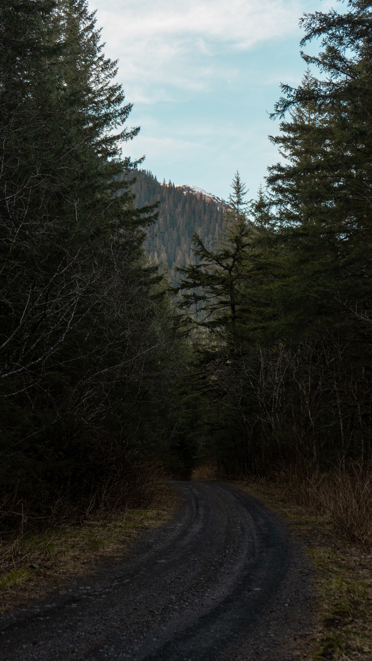 Woodland, Biome, Temperate Coniferous Forest, Vegetation, Natural Environment. Wallpaper in 1440x2560 Resolution